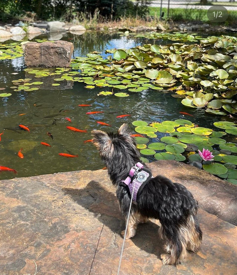 11 Tips to Train your Dog to Walk on a Leash