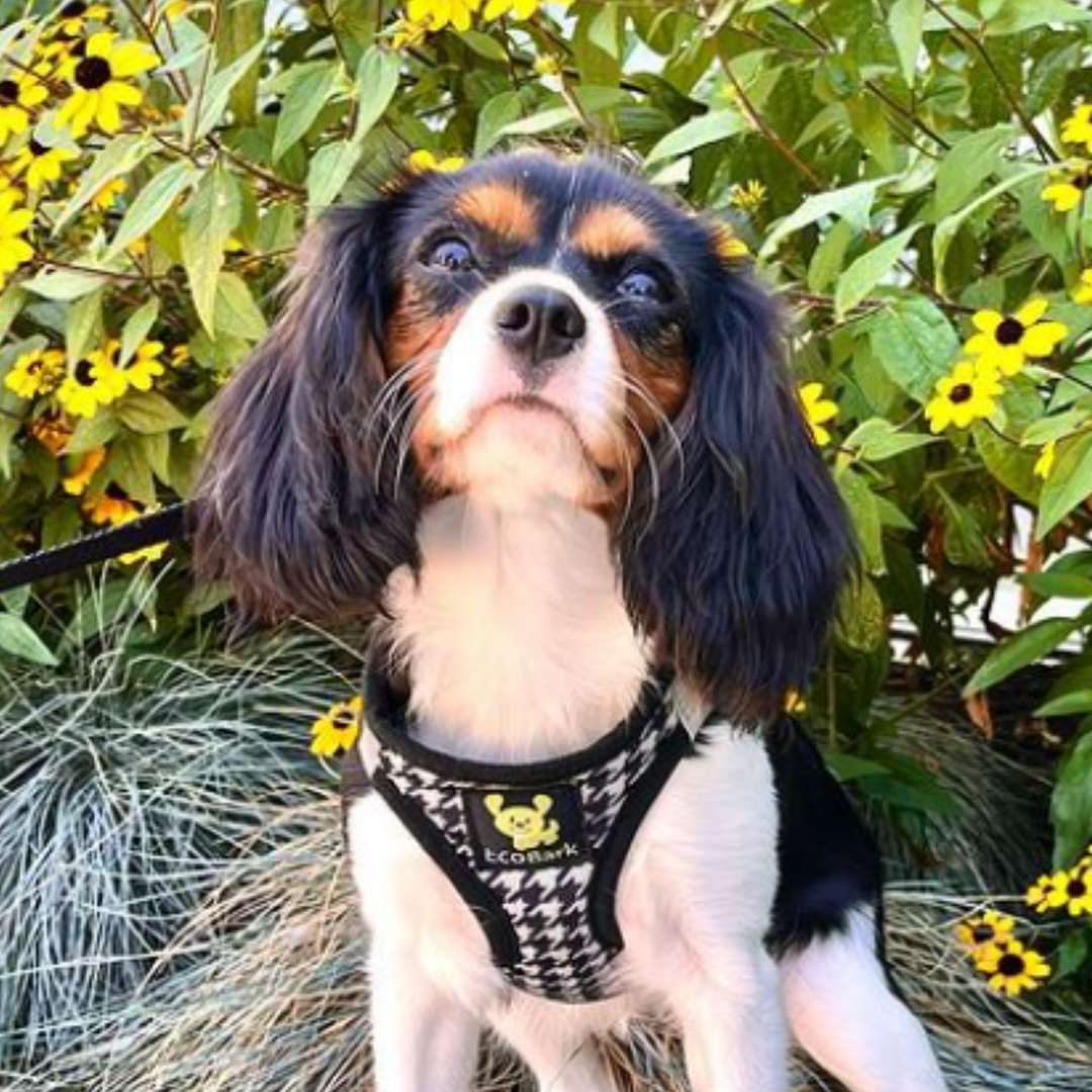 EcoBark Houndstooth Step In Dog Harness - Reflective Soft Mesh Harness for Teacup, Small Dogs and Puppies